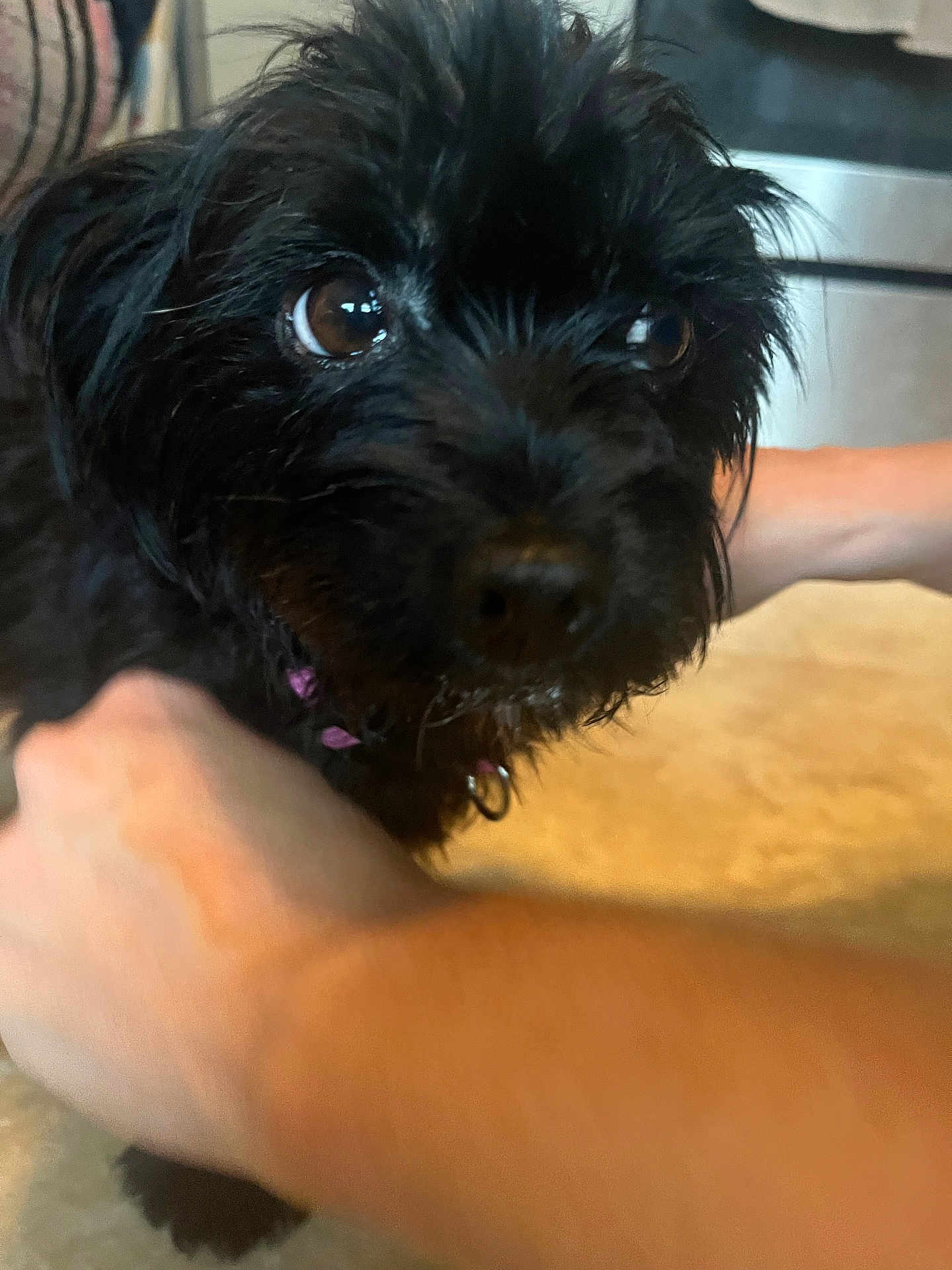 Bunny joined the competition — help win amazing prizes! dog, black_dog, pet, close_up, indoor, person_arm, curious, fur, animal, companion, small_dog, domestic_animal, cute, looking, brown_eyes, collar, floor, holding, canine, friendly
