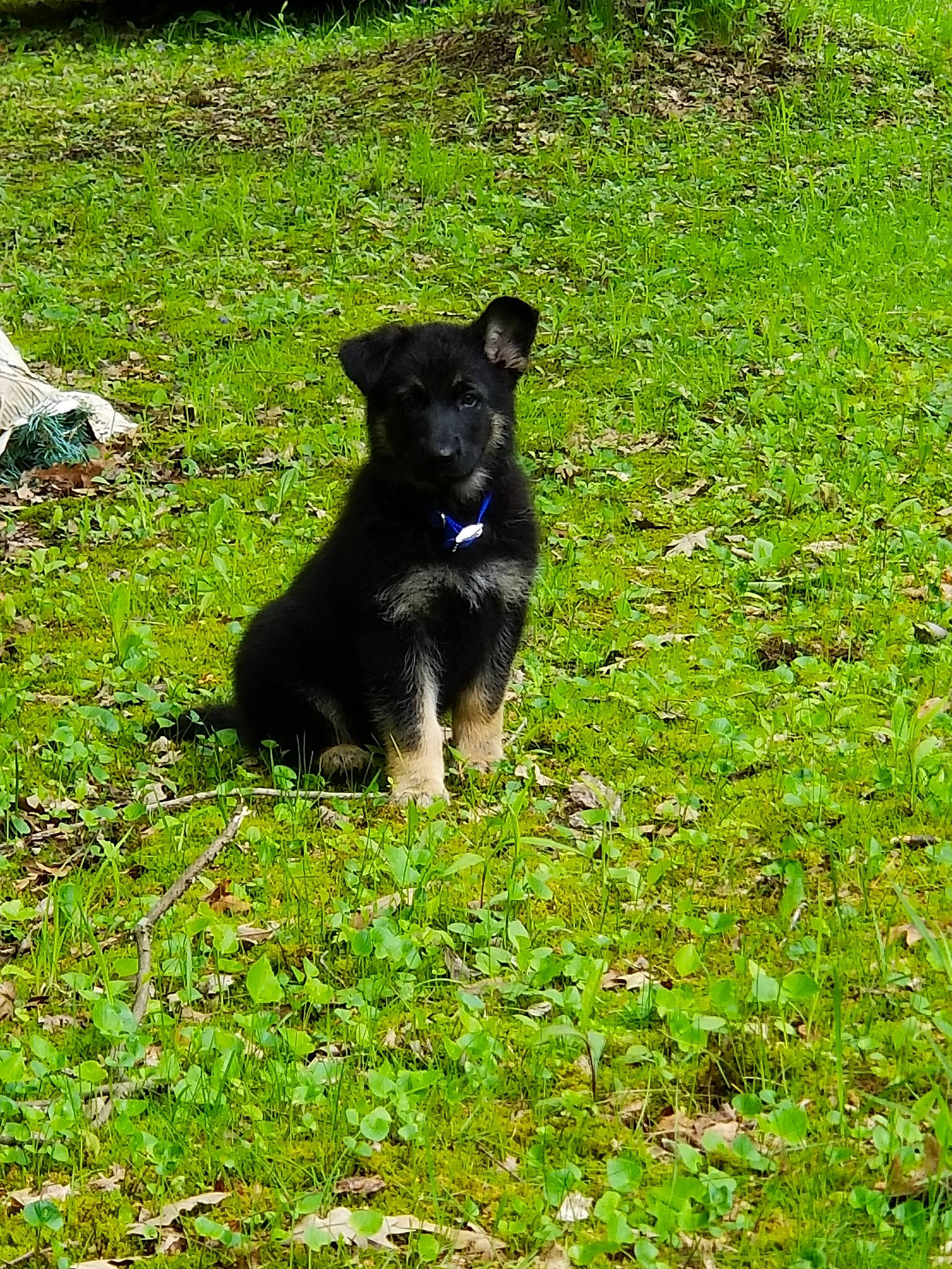 Deuce is registered to the contest to win money with this photo: canidae, carnivore, dog, dog_breed, grass, green, mammal, plant, puppy, rare_breed_dog, sporting_group, vertebrate