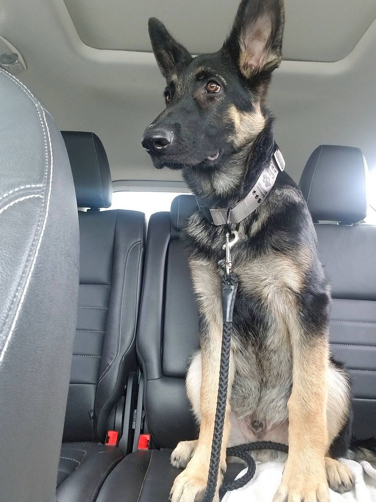Deuce joined the competition — help win amazing prizes! canidae, car_seat, carnivore, dog, dog_breed, german_shepherd_dog, king_shepherd, mammal, norwegian_elkhound, police_dog, rare_breed_dog, shiloh_shepherd_dog, snout, vertebrate