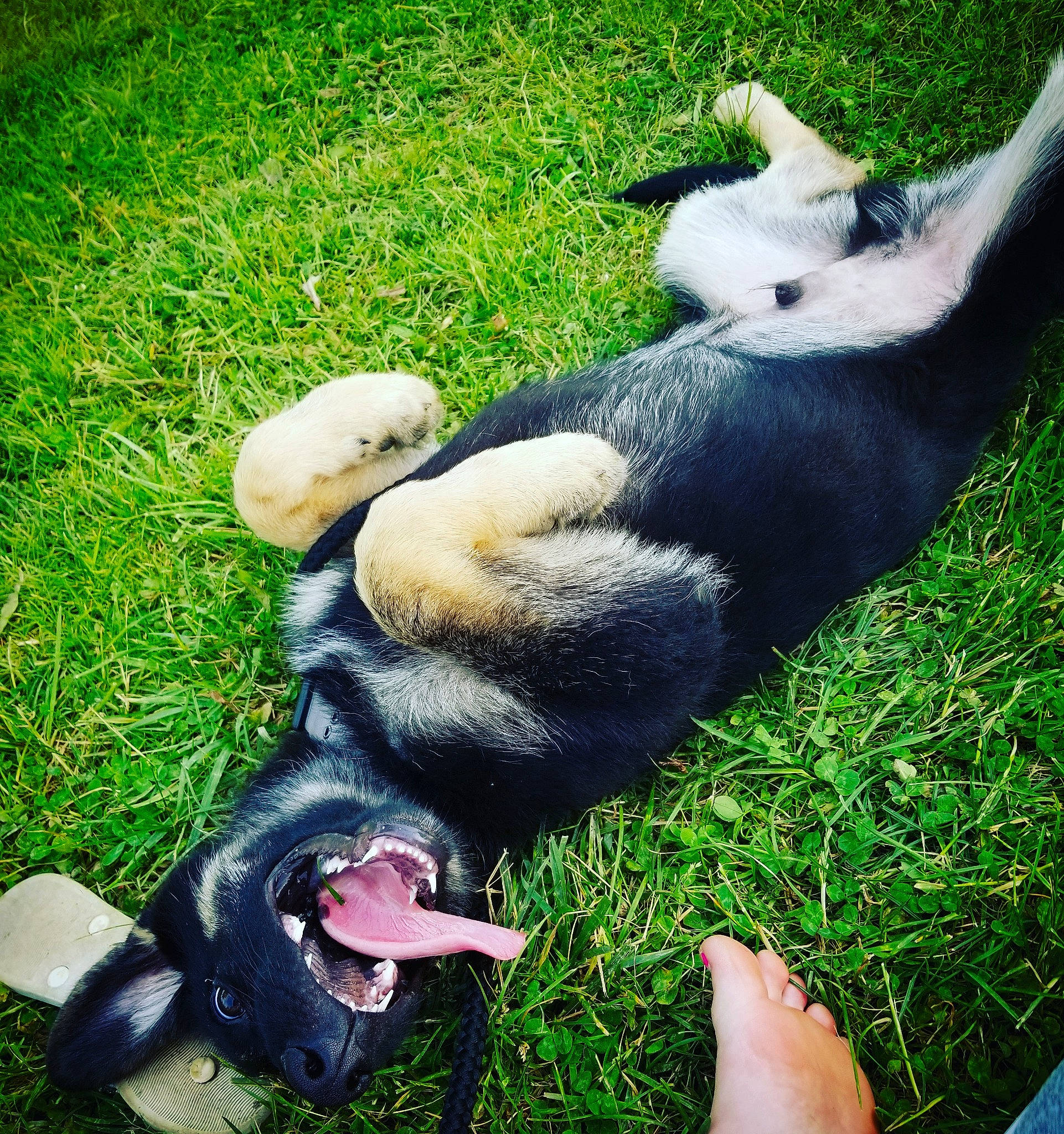 Deuce joined the competition — help win amazing prizes! canidae, carnivore, companion_dog, dog, dog_breed, grass, puppy, siberian_husky, tail