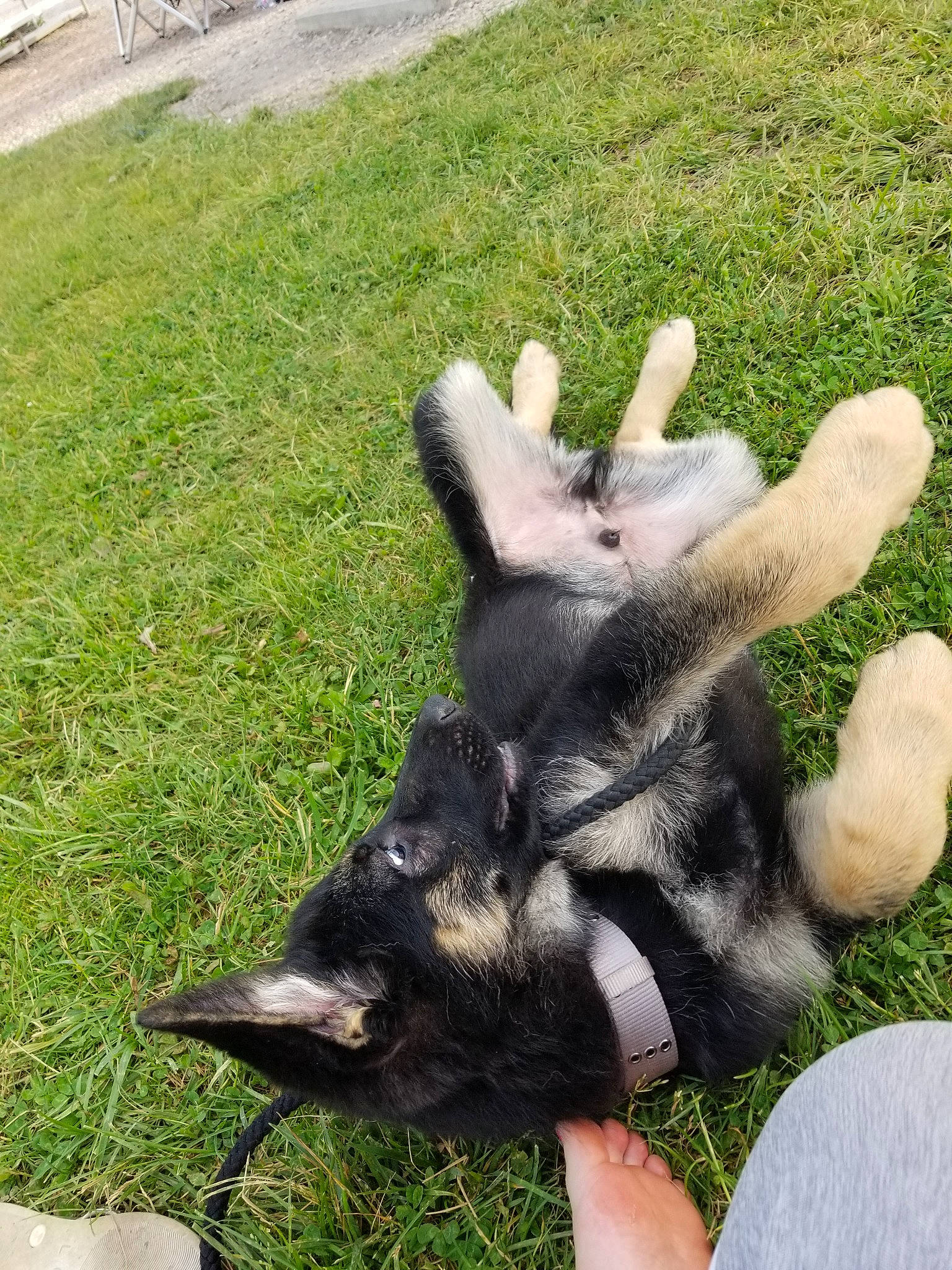 Deuce joined the competition — help win amazing prizes! canidae, carnivore, dog, dog_breed, german_shepherd_dog, grass, hand, lawn, puppy, siberian_husky, tail, wolfdog, working_dog