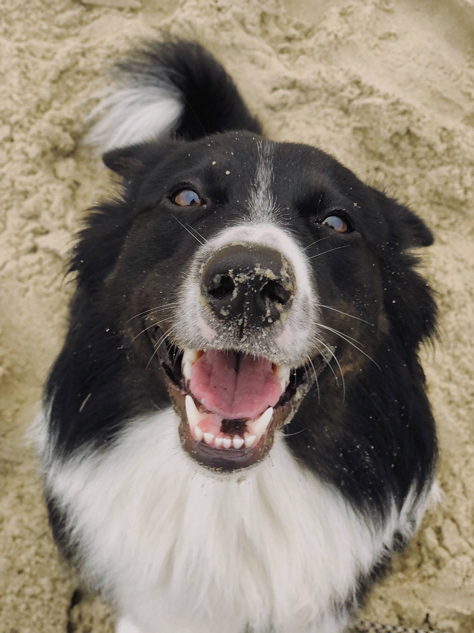 Harper is registered to the contest to win money with this photo: australian_collie, border_collie, canidae, carnivore, companion_dog, dog, dog_breed, fang, fur, herding_dog, shout, snout, terrestrial_animal, whiskers, working_animal, working_dog