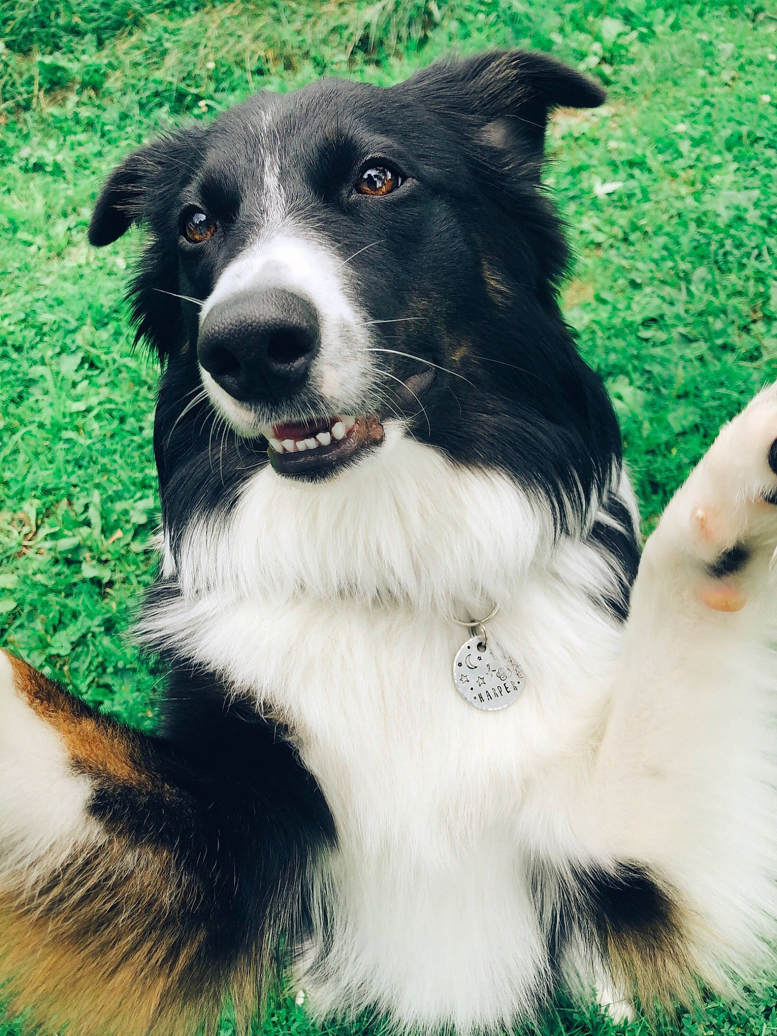 Harper joined the competition — help win amazing prizes! australian_collie, border_collie, canidae, carnivore, collar, companion_dog, dog, dog_breed, dog_collar, fur, grass, green, herding_dog, plant, snout, sporting_group, terrestrial_animal, whiskers, working_animal, working_dog