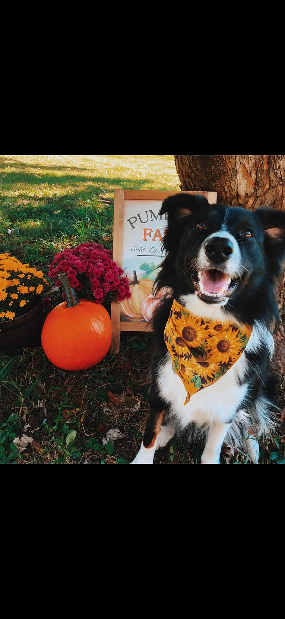 Harper joined the competition — help win amazing prizes! annual_plant, ball, calabaza, carnivore, companion_dog, dog, dog_breed, flower, flowerpot, fur, grass, happy, herding_dog, petal, plant, pumpkin, sporting_group, vegetable, whiskers, working_dog
