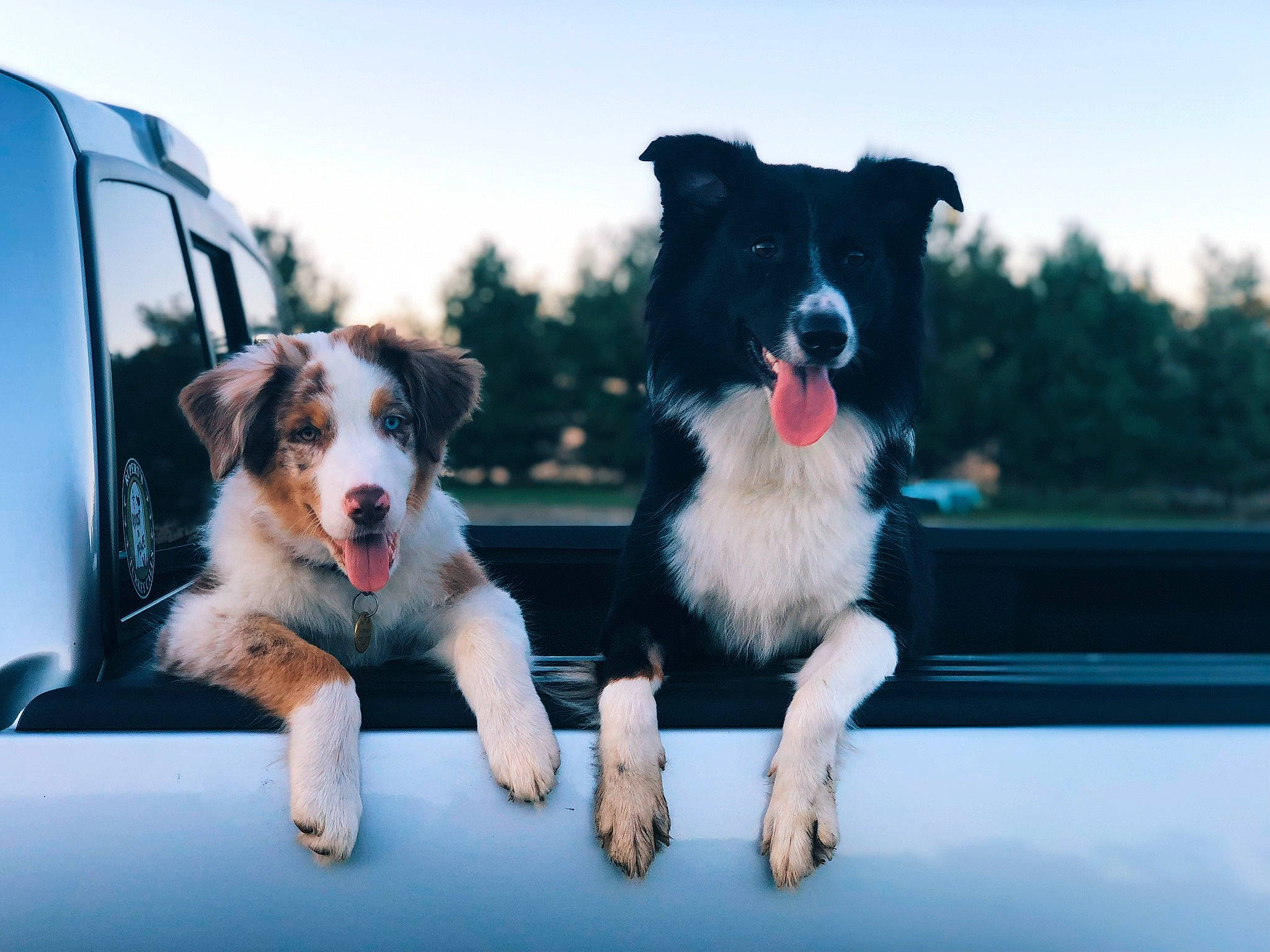 Harper is registered to the contest to win money with this photo: automotive_lighting, border_collie, bowl, canidae, car, carnivore, companion_dog, dog, dog_breed, door, herding_dog, mammal, plant, sky, snout, sporting_group, vehicle, window, windshield, working_dog