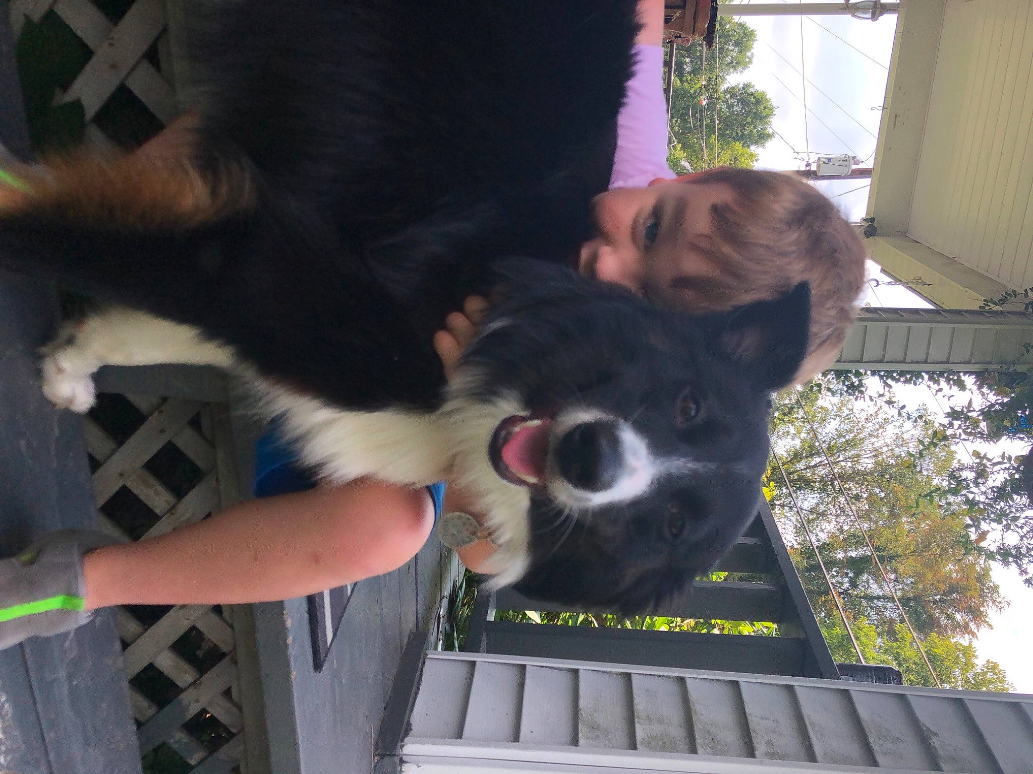 Harper is registered to the contest to win money with this photo: bernese_mountain_dog, border_collie, canidae, carnivore, companion_dog, dog, dog_breed, fur, gesture, guard_dog, herding_dog, plant, snout, sporting_group, tail, tree, vertebrate, window, working_animal, working_dog