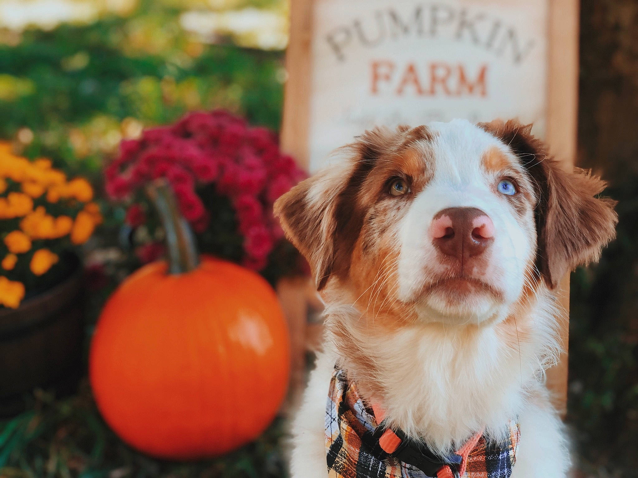 Hudson joined the competition — help win amazing prizes! calabaza, carnivore, companion_dog, cucurbita, dog, dog_breed, event, fawn, flower, fur, gourd, grass, liver, natural_foods, plant, pumpkin, snout, spaniel, whiskers, winter_squash