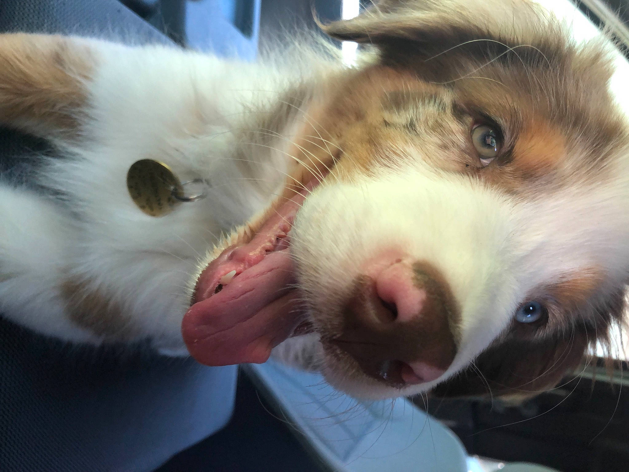 Hudson is registered to the contest to win money with this photo: beauty, canidae, carnivore, companion_dog, dog, dog_breed, domestic_short_haired_cat, ear, fawn, felidae, fur, iris, jaw, nose, paw, small_to_medium_sized_cats, snout, tail, whiskers, working_animal