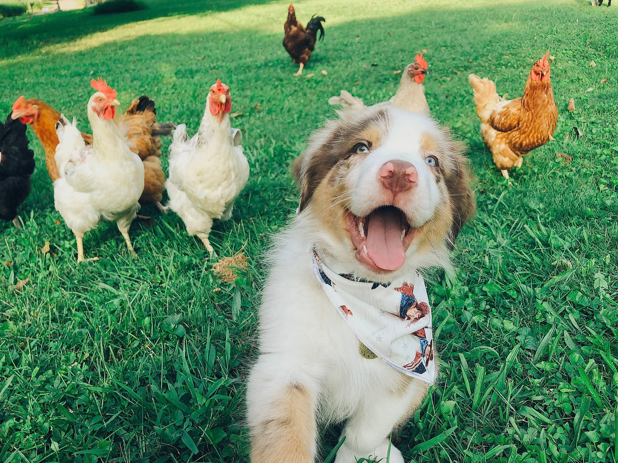 Hudson is registered to the contest to win money with this photo: beak, bird, carnivore, chicken, comb, companion_dog, dog, dog_breed, fawn, fowl, galliformes, grass, green, livestock, phasianidae, photograph, plant, poultry, rooster, snapshot