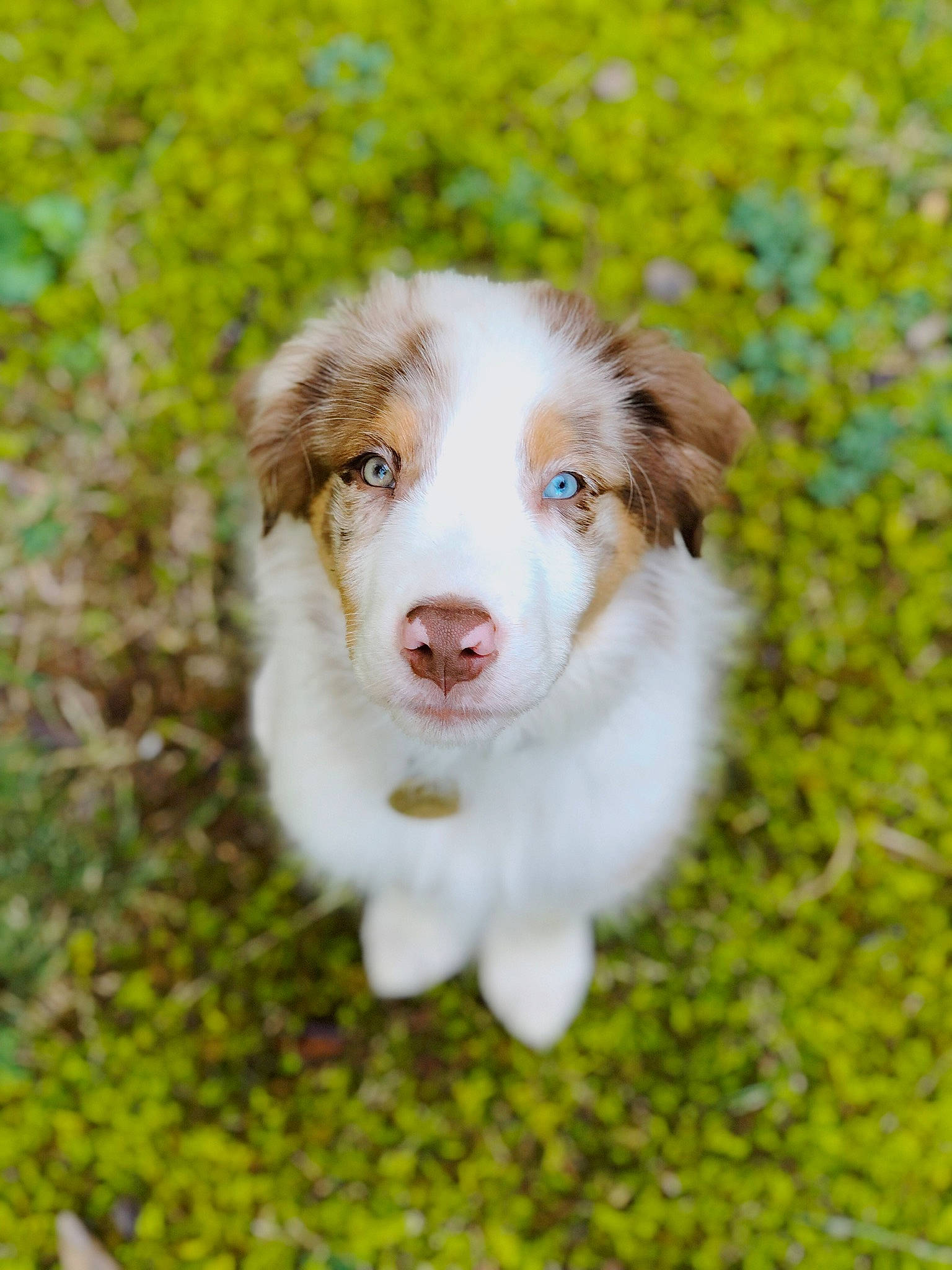 Hudson joined the competition — help win amazing prizes! border_collie, canidae, carnivore, companion_dog, dog, dog_breed, fur, grass, groundcover, gun_dog, herding_dog, liver, plant, sporting_group, terrestrial_animal, whiskers, working_animal, working_dog
