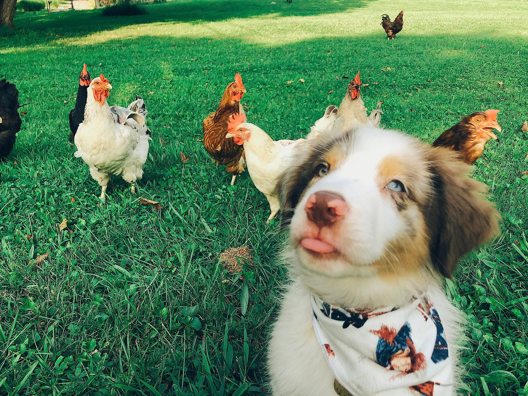 Hudson joined the competition — help win amazing prizes! bird, carnivore, chicken, collar, comb, companion_dog, dog, dog_breed, dog_collar, eye, fawn, galliformes, grass, green, happy, people_in_nature, plant, poultry, vertebrate, whiskers