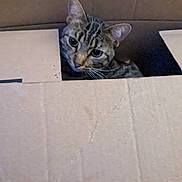 Malley joined the competition — help win amazing prizes! animal, cardboard_box, cat, closeup, companion, curious, cute, ears, eyes, face, feline, head, household, indoor, looking, mischievous, pet, playful, tabby, whiskers