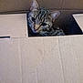 animal, cardboard_box, cat, closeup, companion, curious, cute, ears, eyes, face, feline, head, household, indoor, looking, mischievous, pet, playful, tabby, whiskers