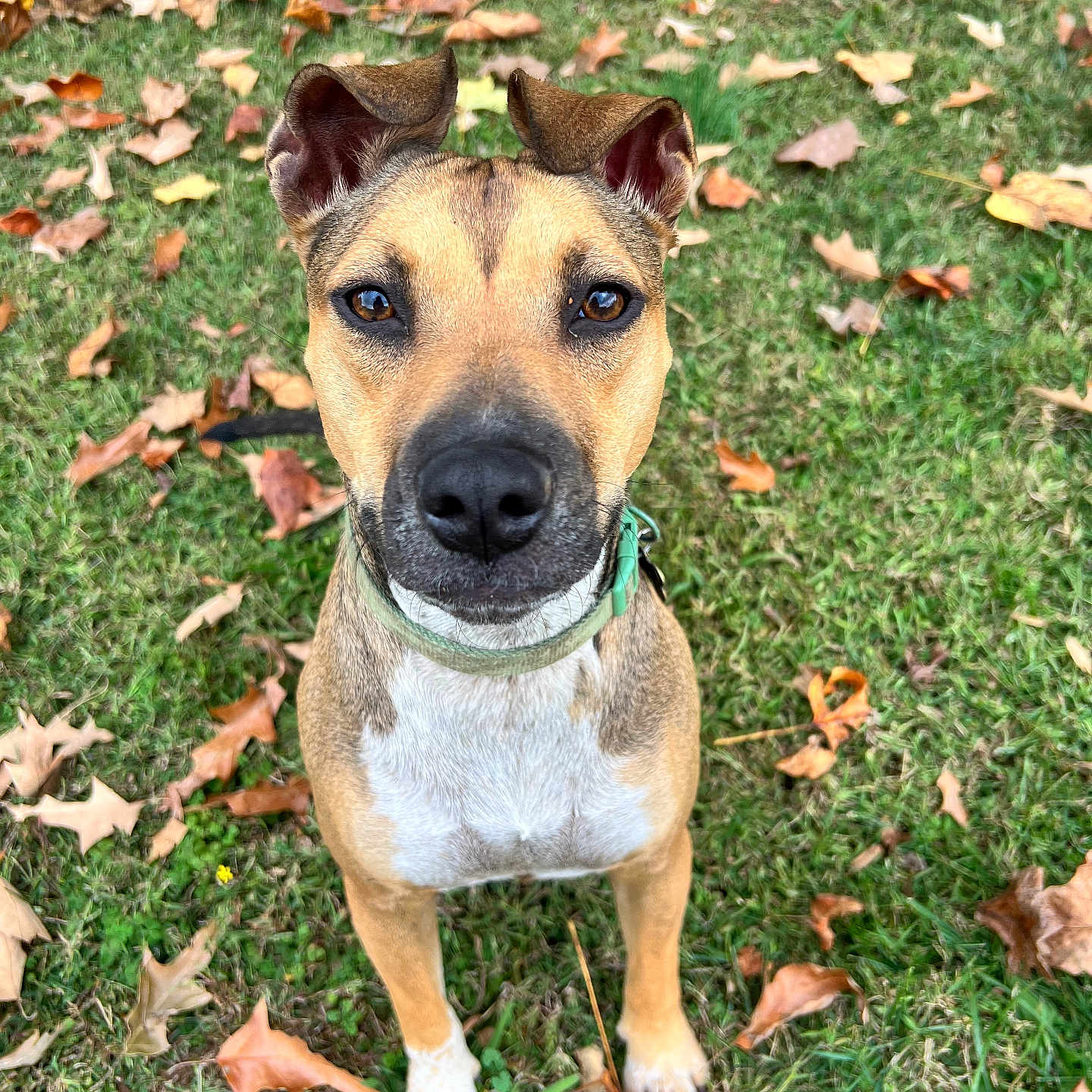 Roxy is registered to the contest to win money with this photo: accessories, animal, bulldog, canine, dog, face, grass, head, hound, lawn, leaf, nature, outdoors, person, pet, plant, puppy, strap, tree, vegetation