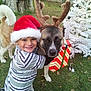 boy, celebration, child, christmas, costume, cute, dog, festive, gift_box, grass, happy, holiday, hugging, outdoor, pet, reindeer_antlers, santa_hat, smiling, tree, white_tree
