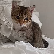 Bébé a rejoint le concours — aidez-le/la à gagner de superbes lots ! animal, bed, cat, cozy, curious, cute, ears, eyes, fabric, fur, indoor, kitten, lace, pet, resting, soft, tabby, whiskers, white, young