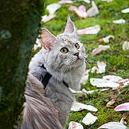 Nounouche a rejoint le concours — aidez-le/la à gagner de superbes lots ! cat, gray_cat, outdoor, grass, flower_petals, tree_trunk, moss, nature, curious, whiskers, green_eyes, fluffy_fur, animal, pet, looking_up, close_up, spring, garden, wildlife, cute