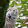 cat, gray_cat, outdoor, grass, flower_petals, tree_trunk, moss, nature, curious, whiskers, green_eyes, fluffy_fur, animal, pet, looking_up, close_up, spring, garden, wildlife, cute