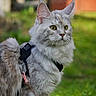 Nounouche a rejoint le concours — aidez-le/la à gagner de superbes lots ! alert, animal, cat, closeup, curious, domestic, ears, eyes, feline, fluffy, fur, green_background, harness, leash, mammal, nature, outdoor, pet, portrait, whiskers