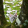 cat, tree, moss, greenery, petals, grass, outdoor, nature, animal, curious, wildlife, fur, ears, eyes, face, garden, playful, camouflage, mystery, hidden