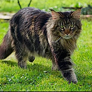 Twix participe au concours pour gagner de l'argent avec cette photo : cat, animal, mammal, outdoor, grass, nature, pet, feline, walking, fur, green, eyes, whiskers, closeup, daytime, tabby, stripes, wild, cute, adorable