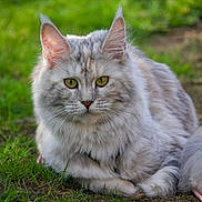 Aloha participe au concours pour gagner de l'argent avec cette photo : cat, fluffy, animal, grass, outdoor, nature, pet, feline, relaxed, lying_down, greenery, portrait, mammal, whiskers, ears, tail, closeup, eyes, domestic_cat, cute
