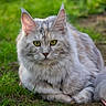 animal, cat, closeup, cute, domestic_cat, ears, eyes, feline, fluffy, grass, greenery, lying_down, mammal, nature, outdoor, pet, portrait, relaxed, tail, whiskers