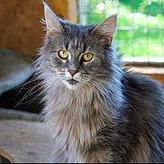 Sia participe au concours pour gagner de l'argent avec cette photo : cat, long_hair, gray_cat, yellow_eyes, indoor, window, natural_light, feline, pet, animal, close_up, portrait, whiskers, ears, fur, domestic_cat, looking, calm, sitting, cozy