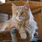 Tao a rejoint le concours — aidez-le/la à gagner de superbes lots ! cat, orange_cat, fluffy, long_hair, pet, indoor, wooden_perch, feline, animal, relaxed, resting, ears, whiskers, fur, looking_away, close_up, domestic_cat, cute, eyes, natural_light