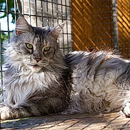 Rouka a rejoint le concours — aidez-le/la à gagner de superbes lots ! cat, fluffy, gray_cat, green_eyes, sunlight, wooden_enclosure, relaxing, feline, pet, portrait, outdoor, animal, fur, shadow, daylight, resting, nature, closeup, cage, calm