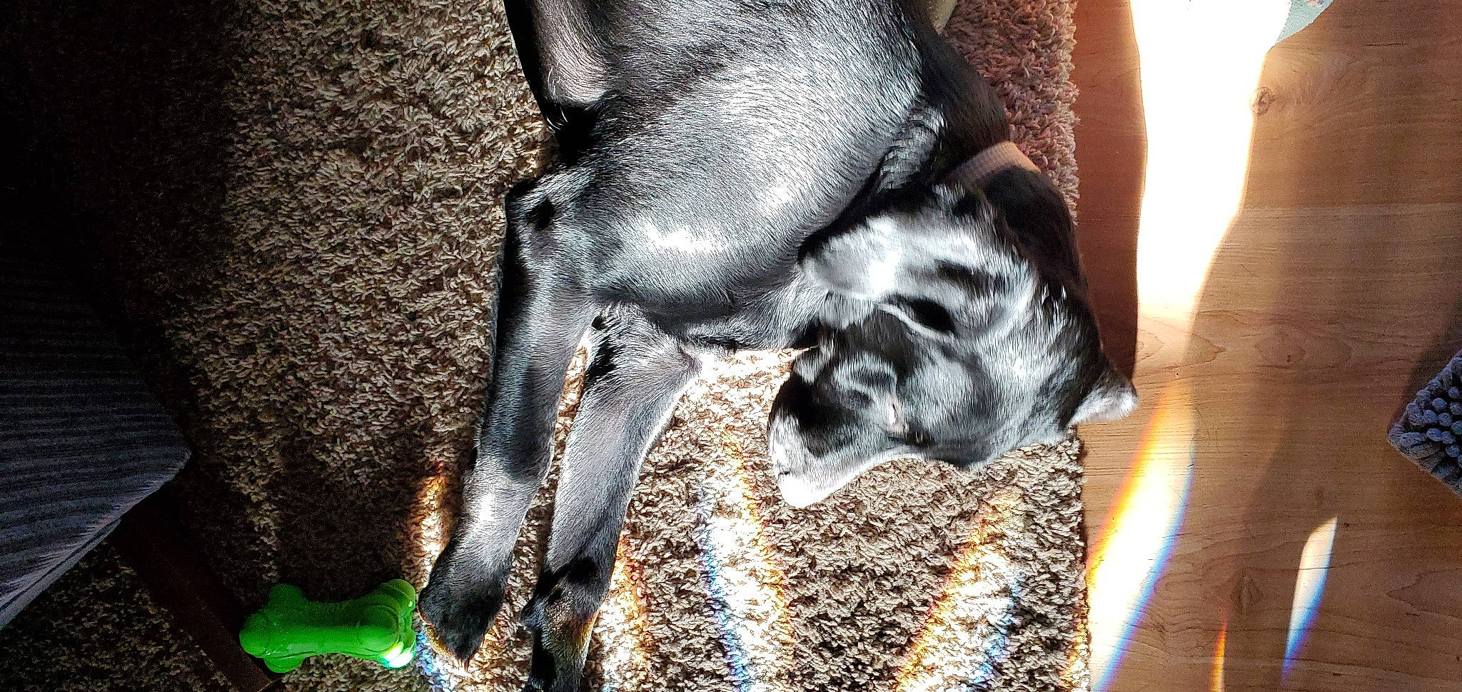 Jaeger is registered to the contest to win money with this photo: canidae, carnivore, comfort, companion_dog, dog, dog_breed, fawn, fur, guard_dog, hardwood, nap, non_sporting_group, paw, sleep, sporting_group, tail, terrestrial_animal, toy_dog, working_animal, wrinkle