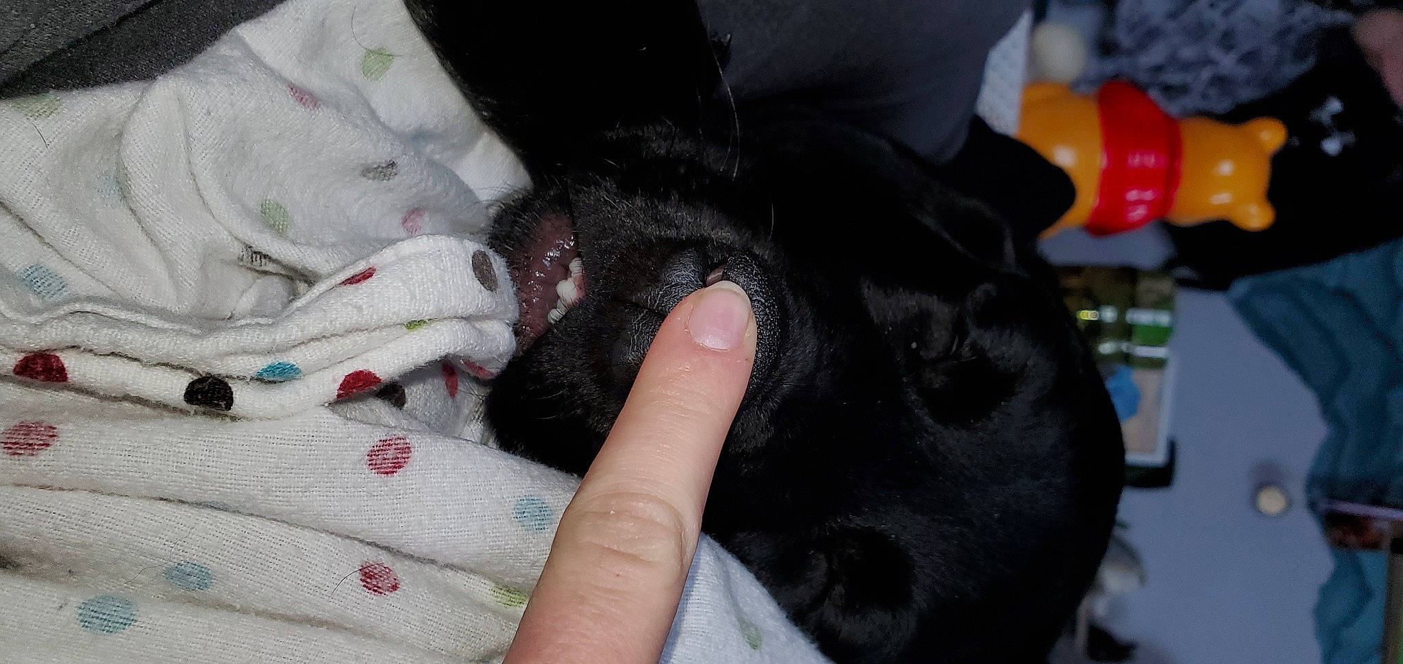 Jaeger joined the competition — help win amazing prizes! canidae, carnivore, cat, claw, comfort, companion_dog, dog_breed, domestic_short_haired_cat, felidae, finger, foot, fur, gesture, human_leg, nail, paw, small_to_medium_sized_cats, snout, sporting_group, whiskers