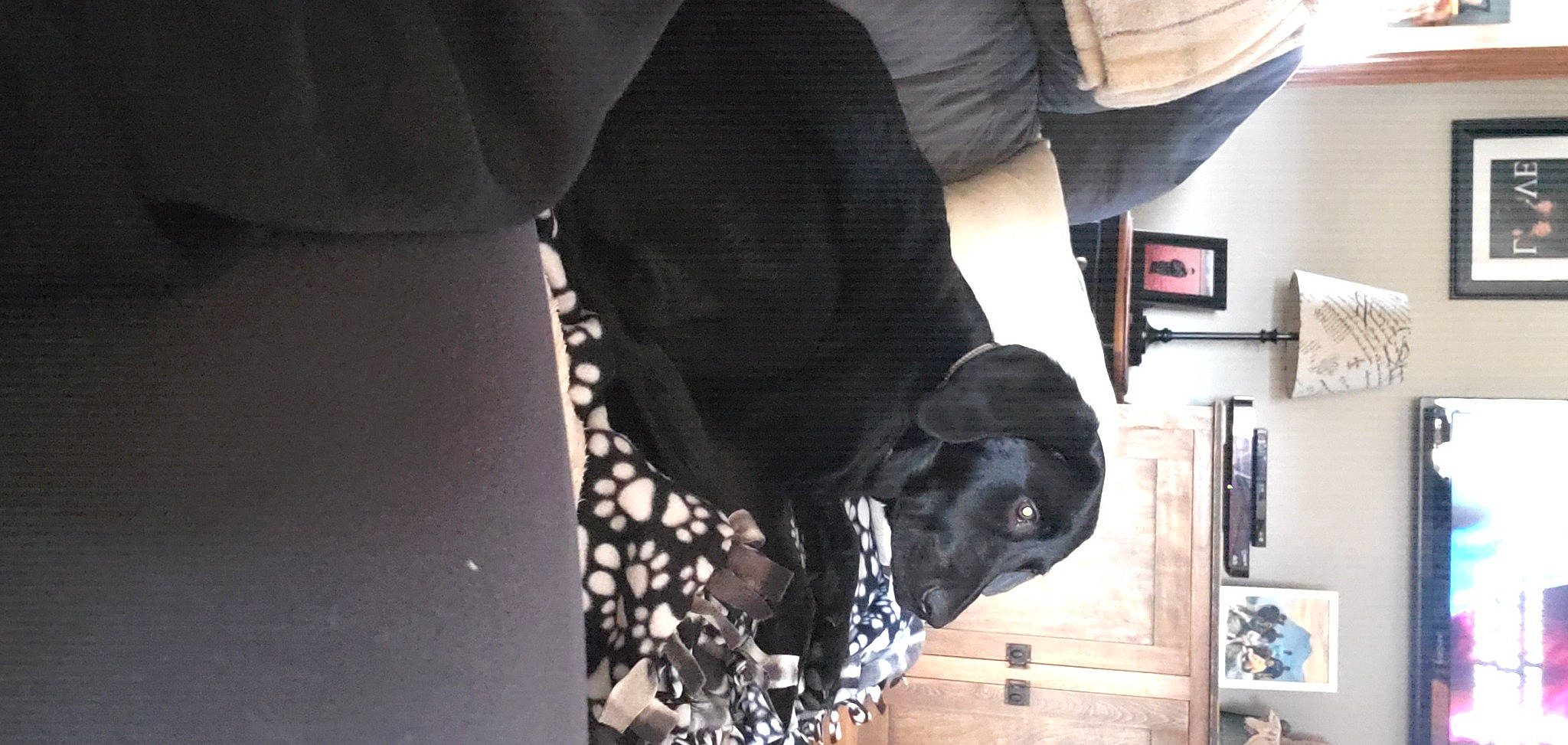 Jaeger is registered to the contest to win money with this photo: black, canidae, carnivore, comfort, companion_dog, dog, dog_breed, dog_supply, flooring, fur, grey, human_leg, pet_supply, picture_frame, shelf, sleeve, snout, sporting_group, working_animal, wrist