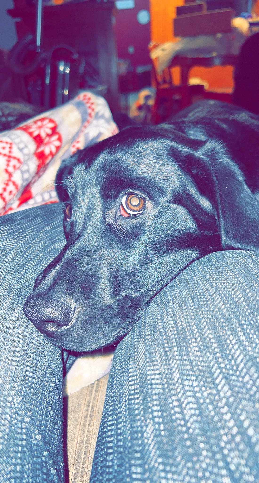 Sporty joined the competition — help win amazing prizes! borador, canidae, carnivore, collar, companion_dog, dog, dog_breed, dog_collar, electric_blue, fur, guard_dog, liver, non_sporting_group, sleeve, snout, sporting_group, terrestrial_animal, whiskers, working_animal, working_dog