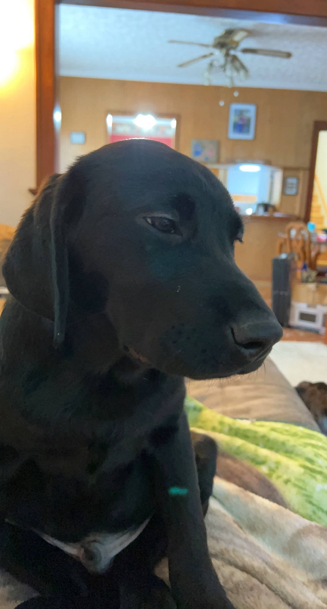 Sporty is registered to the contest to win money with this photo: borador, canidae, carnivore, collar, companion_dog, dog, dog_breed, dog_collar, event, fur, gun_dog, liver, picture_frame, retriever, snout, sporting_group, whiskers, window, working_animal, working_dog