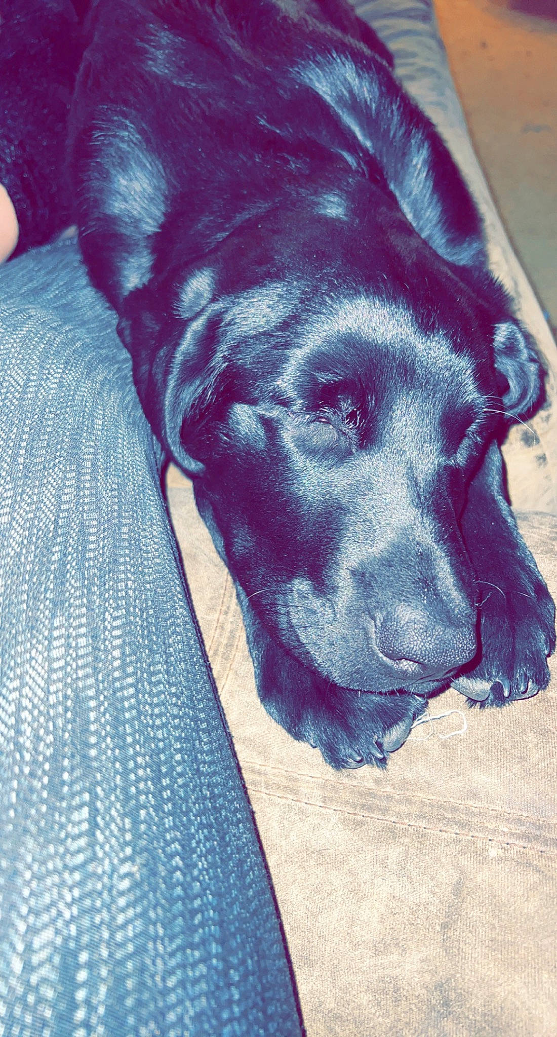 Sporty joined the competition — help win amazing prizes! blue, borador, carnivore, companion_dog, dog, dog_breed, electric_blue, fur, guard_dog, labrador_retriever, painting, pattern, sporting_group, square, textile, tints_and_shades, visual_arts, whiskers, working_animal, working_dog