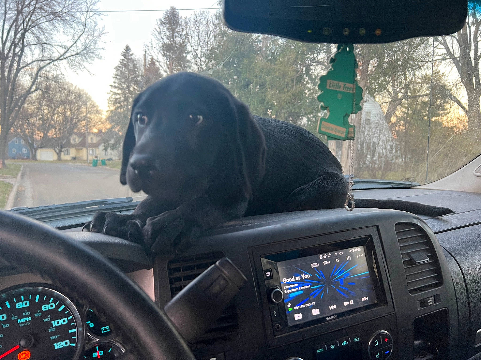 Sporty is registered to the contest to win money with this photo: auto_part, automotive_design, automotive_mirror, car, carnivore, dog, light, mode_of_transport, motor_vehicle, personal_luxury_car, plant, radio, rear_view_mirror, satellite_radio, sky, speedometer, steering_part, steering_wheel, tree, vehicle