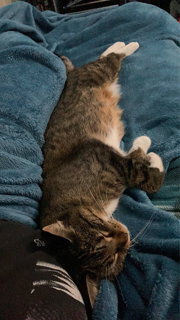 Boot Bootsy joined the competition — help win amazing prizes! carnivore, cat, claw, comfort, denim, domestic_short_haired_cat, electric_blue, felidae, fur, gesture, grey, human_leg, linens, nap, paw, small_to_medium_sized_cats, tail, textile, whiskers, wood