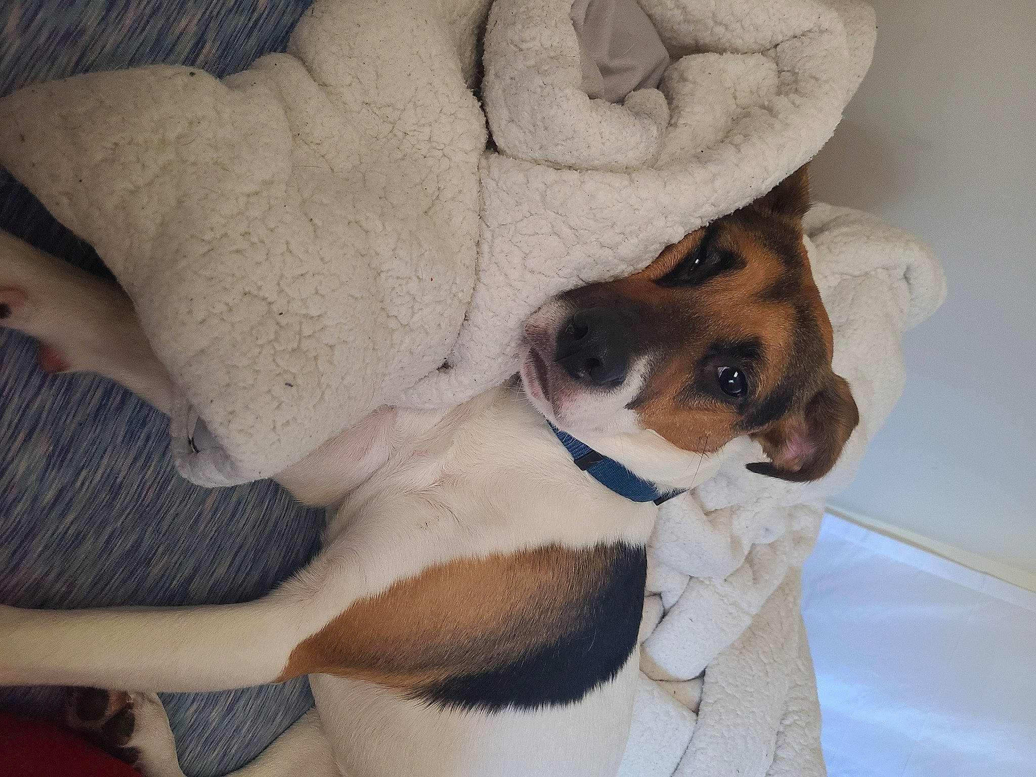 Kayla joined the competition — help win amazing prizes! canidae, carnivore, collar, comfort, companion_dog, couch, dog, dog_breed, eyewear, fawn, fur, glasses, head, linens, sleeve, snout, sporting_group, sunglasses, whiskers, working_animal