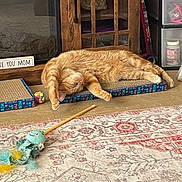 Adam is registered to the contest to win money with this photo: cat, ginger_cat, sleeping, stretching, cat_toy, rug, patterned_rug, scratch_pad, wooden_cabinet, storage_drawers, indoor, floor, paw, furniture, relaxed, pet, cozy, toy_ball, orange_cat, home