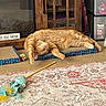 cat, ginger_cat, sleeping, stretching, cat_toy, rug, patterned_rug, scratch_pad, wooden_cabinet, storage_drawers, indoor, floor, paw, furniture, relaxed, pet, cozy, toy_ball, orange_cat, home