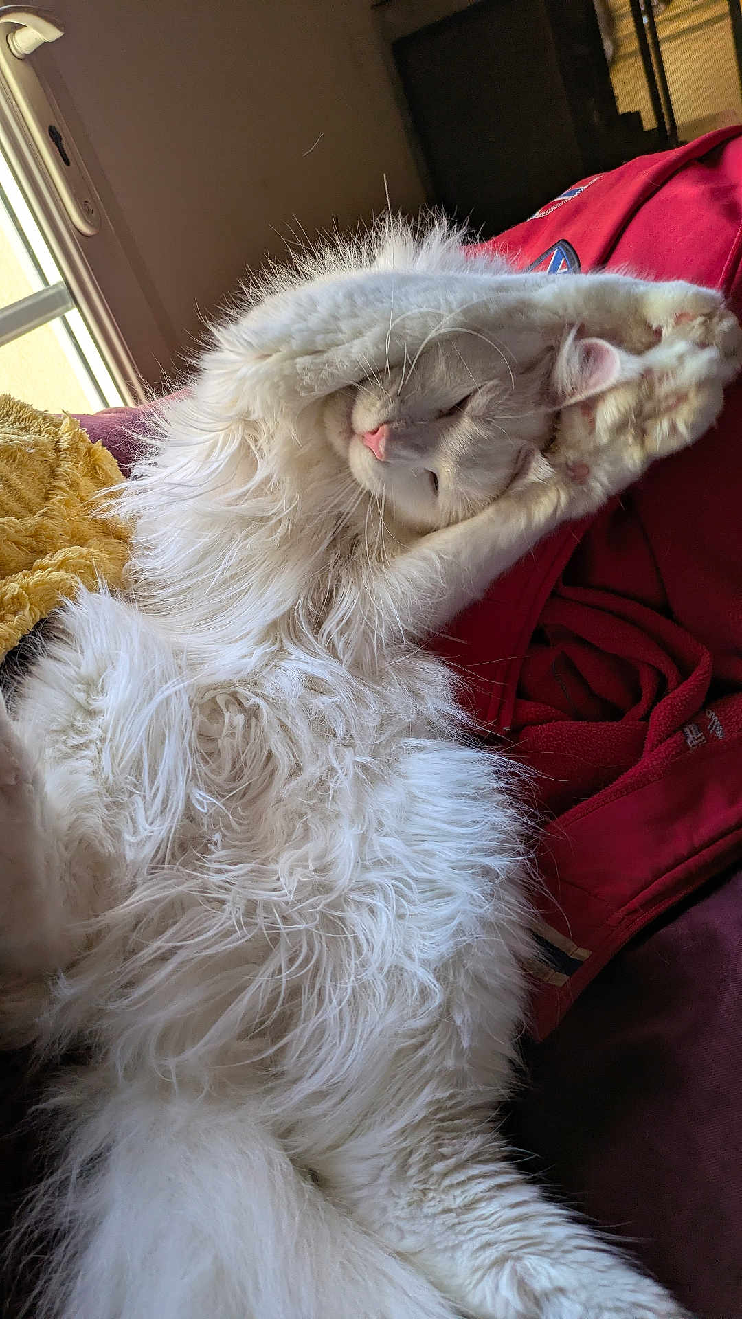 Xylo a rejoint le concours — aidez-le/la à gagner de superbes lots ! cat, white_cat, fluffy, stretching, relaxing, indoor, window, blanket, red_blanket, cozy, pet, animal, feline, sleepy, paw, fur, whiskers, nose, cute, resting