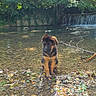 Baiko a rejoint le concours — aidez-le/la à gagner de superbes lots ! puppy, dog, german_shepherd, water, creek, rocks, leaves, waterfall, forest, trees, nature, outdoor, sunlight, shallow_water, animal, canine, young_dog, peaceful, scenery, riverbed