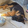 puppy, dog, sleeping, outdoor, concrete, water_bowl, plant, pot, paw, ear, fur, sunlight, shadow, floor, resting, pet, animal, young_dog, quiet, relaxation