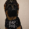 dog, german_shepherd, puppy, bandana, black, brown, ears, pet, portrait, animal, cute, fur, canine, indoors, looking_up, young, mischievous, face, collar, pet_accessory