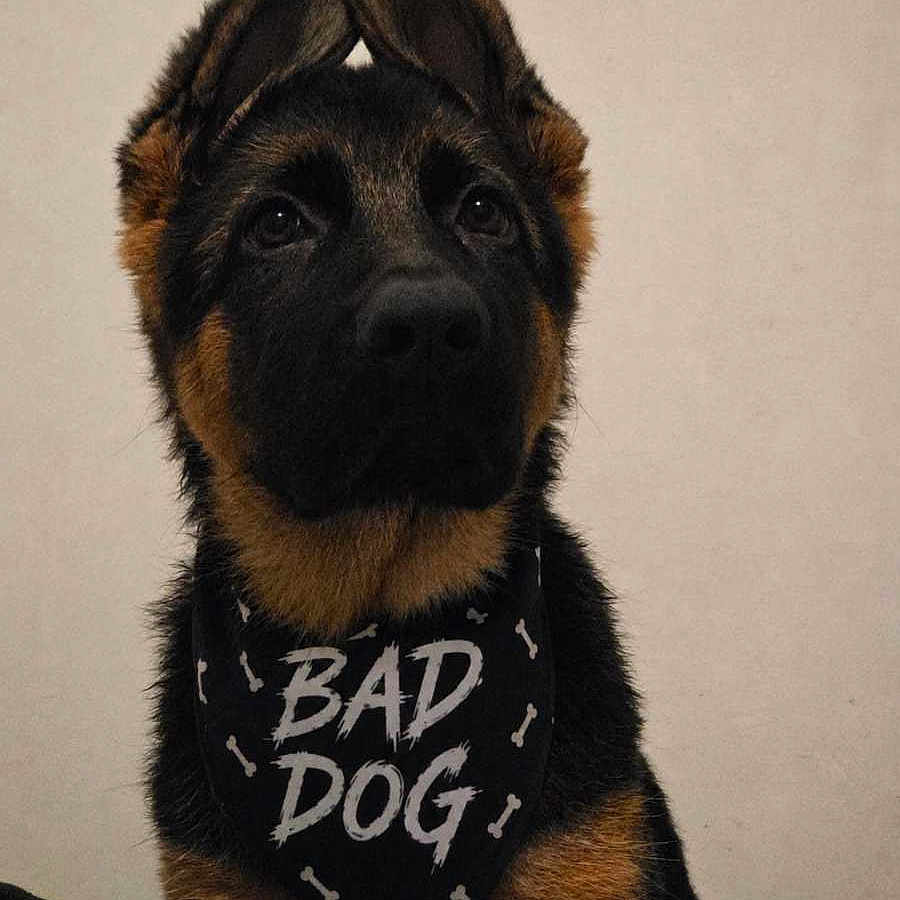 Baiko a rejoint le concours — aidez-le/la à gagner de superbes lots ! dog, german_shepherd, puppy, bandana, black, brown, ears, pet, portrait, animal, cute, fur, canine, indoors, looking_up, young, mischievous, face, collar, pet_accessory
