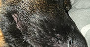 Baiko participe au concours pour gagner de l'argent avec cette photo : animal, blanket, close_up, cozy, cute, dog, domestic_animal, ear, face, fur, indoors, nose, paw, peaceful, pet, portrait, relaxation, rest, sleep, sleeping