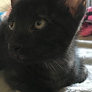 Jack joined the competition — help win amazing prizes! animal, black_cat, blanket, cat, close_up, cute, ears, eyes, feline, fur, indoor, kitten, mammal, pet, portrait, relaxing, resting, soft_texture, whiskers, young