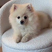 Boo a rejoint le concours — aidez-le/la à gagner de superbes lots ! puppy, dog, fluffy, cream_colored, small_dog, portrait, sitting, cute, pet, animal, fur, black_eyes, nose, ears, paws, collar, pendant, chair, indoor, soft_furniture