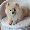 puppy, dog, fluffy, cream_colored, small_dog, portrait, sitting, cute, pet, animal, fur, black_eyes, nose, ears, paws, collar, pendant, chair, indoor, soft_furniture